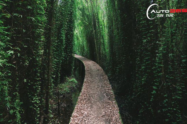 Rừng tràm bí ẩn 