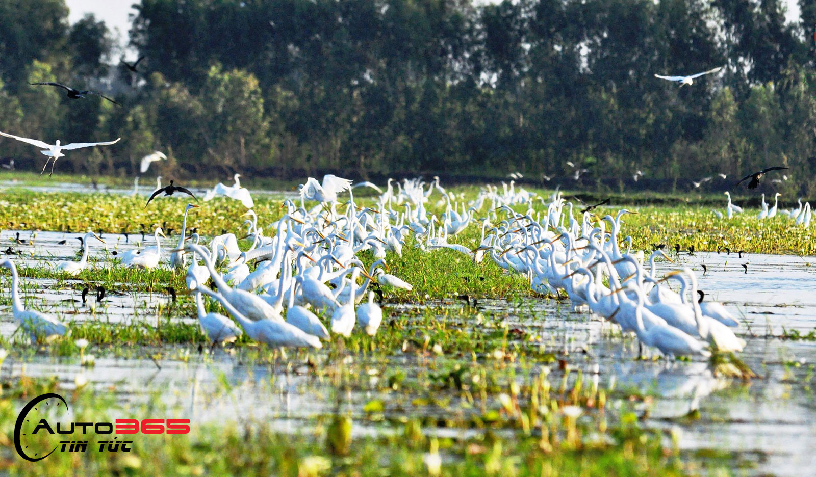 Khu bảo tồn đất ngập nước Láng Sen
