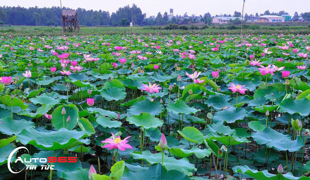 Khu du lịch Đồng Tháp Mười