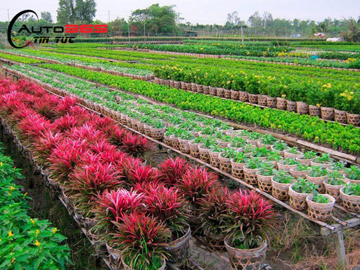 Vườn hoa kiểng Thanh Tâm