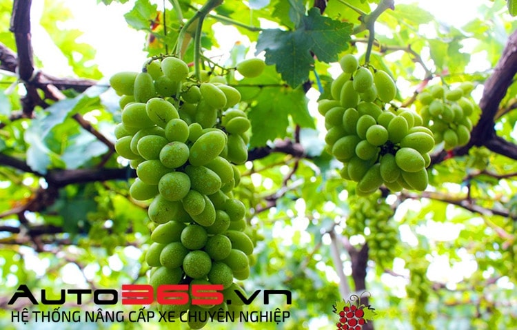 Vườn nho Ba Mọi
