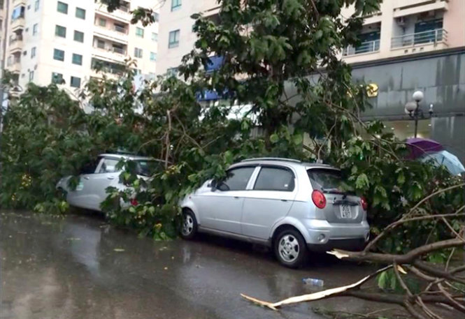 không nên đậu xe dưới những cây lớn