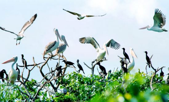 Vườn chim Bạc Liêu