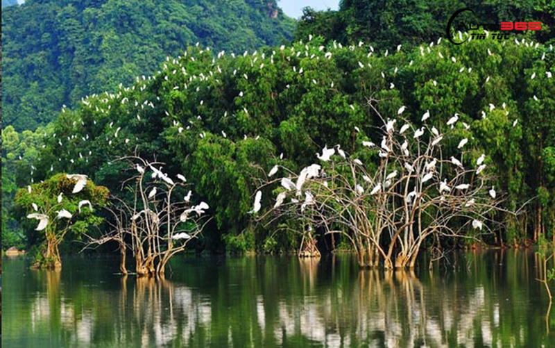 Vườn cò Tân Long 