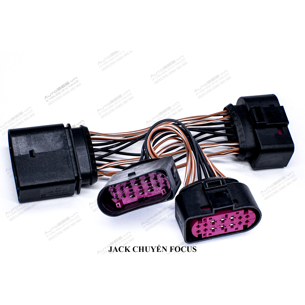 JACK FOCUS - Hình 2
