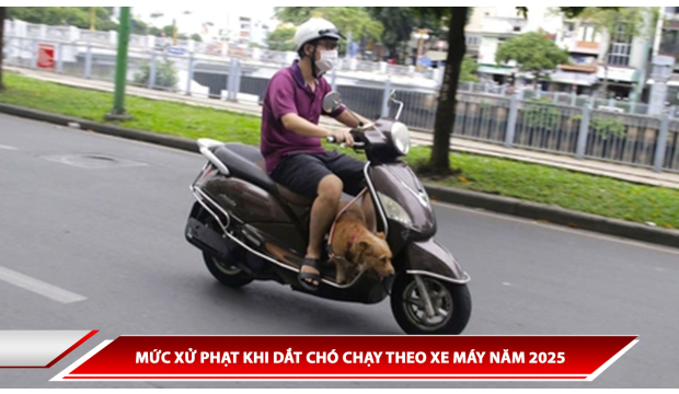 MỨC XỬ PHẠT KHI DẮT CHÓ CHẠY THEO XE MÁY NĂM 2025