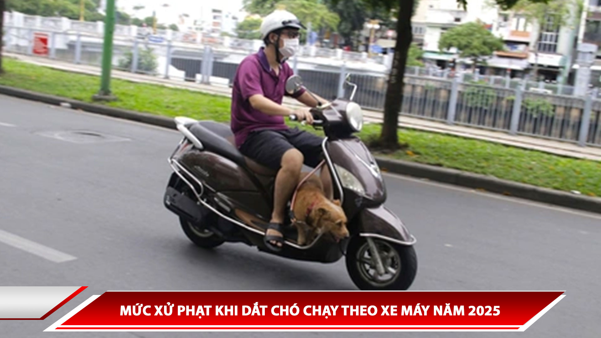 MỨC XỬ PHẠT KHI DẮT CHÓ CHẠY THEO XE MÁY NĂM 2025